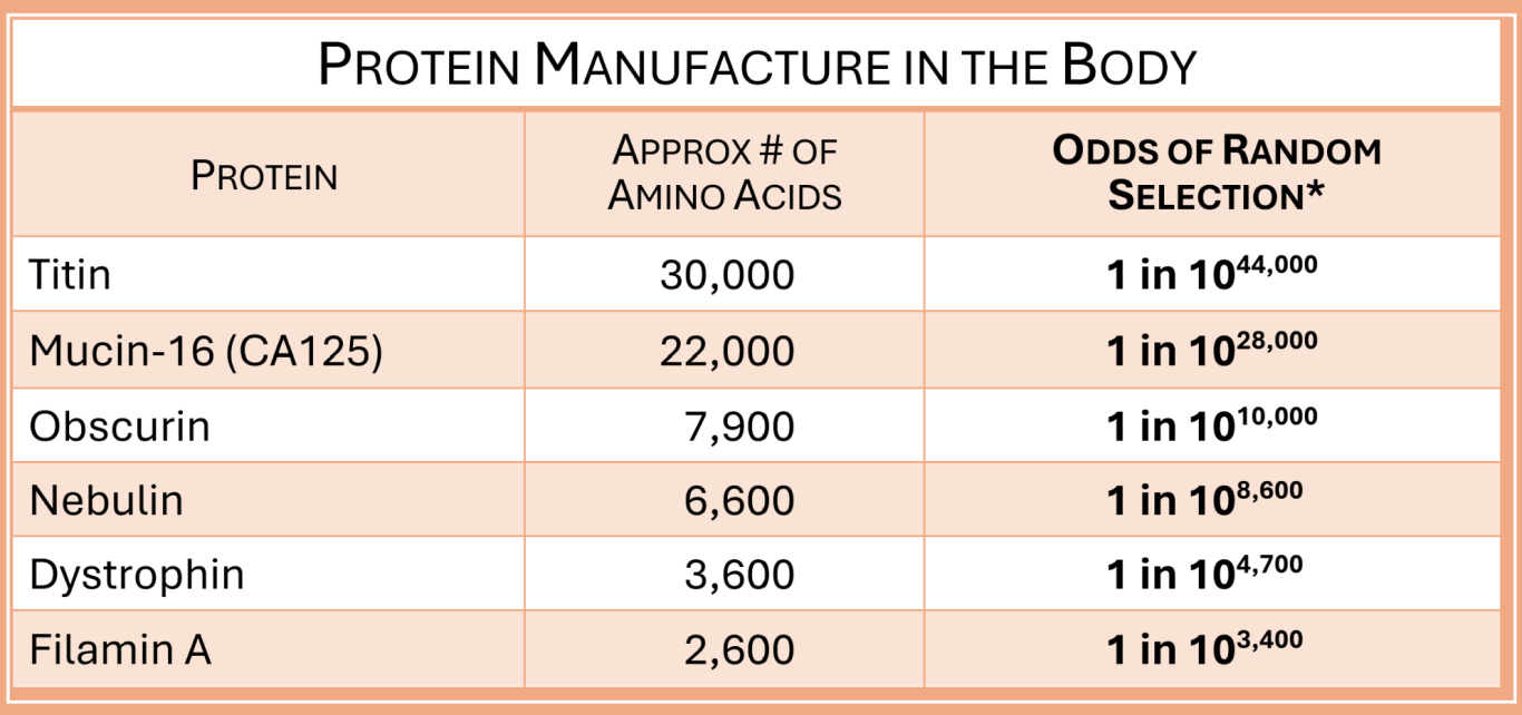 Protein manufacture in the body Protein manufacture in the body