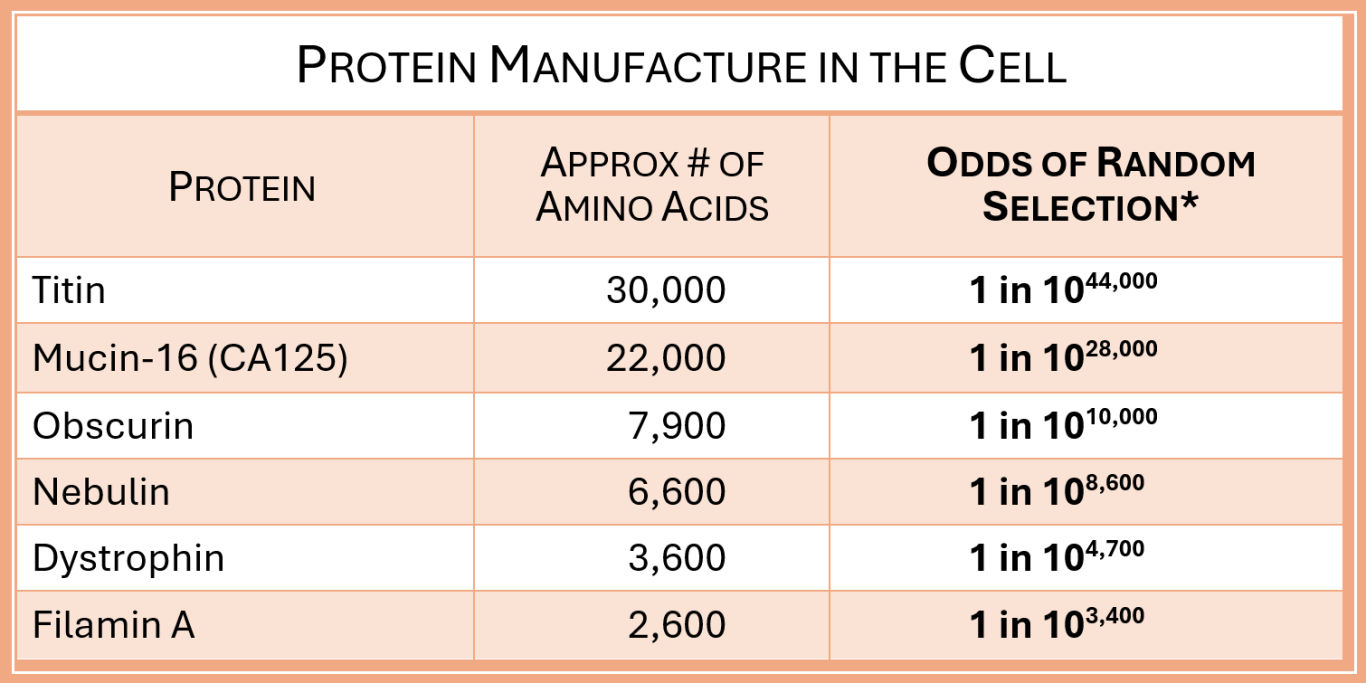 Protein manufacture in the body Protein manufacture in the body
