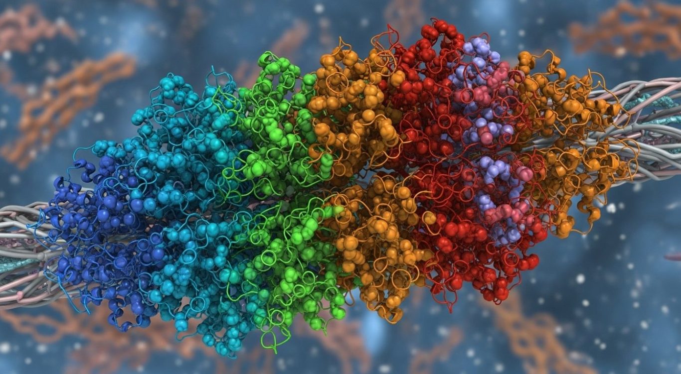 The protein titin The protein titin
