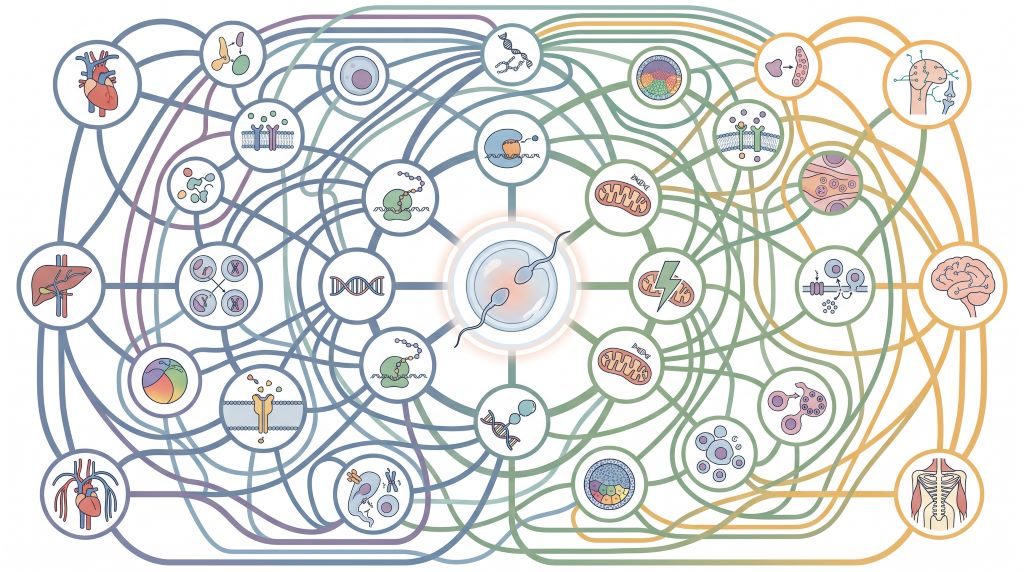 The myth of successful evolution Evolutionary narratives are inadequate in explaining this organised complexity.