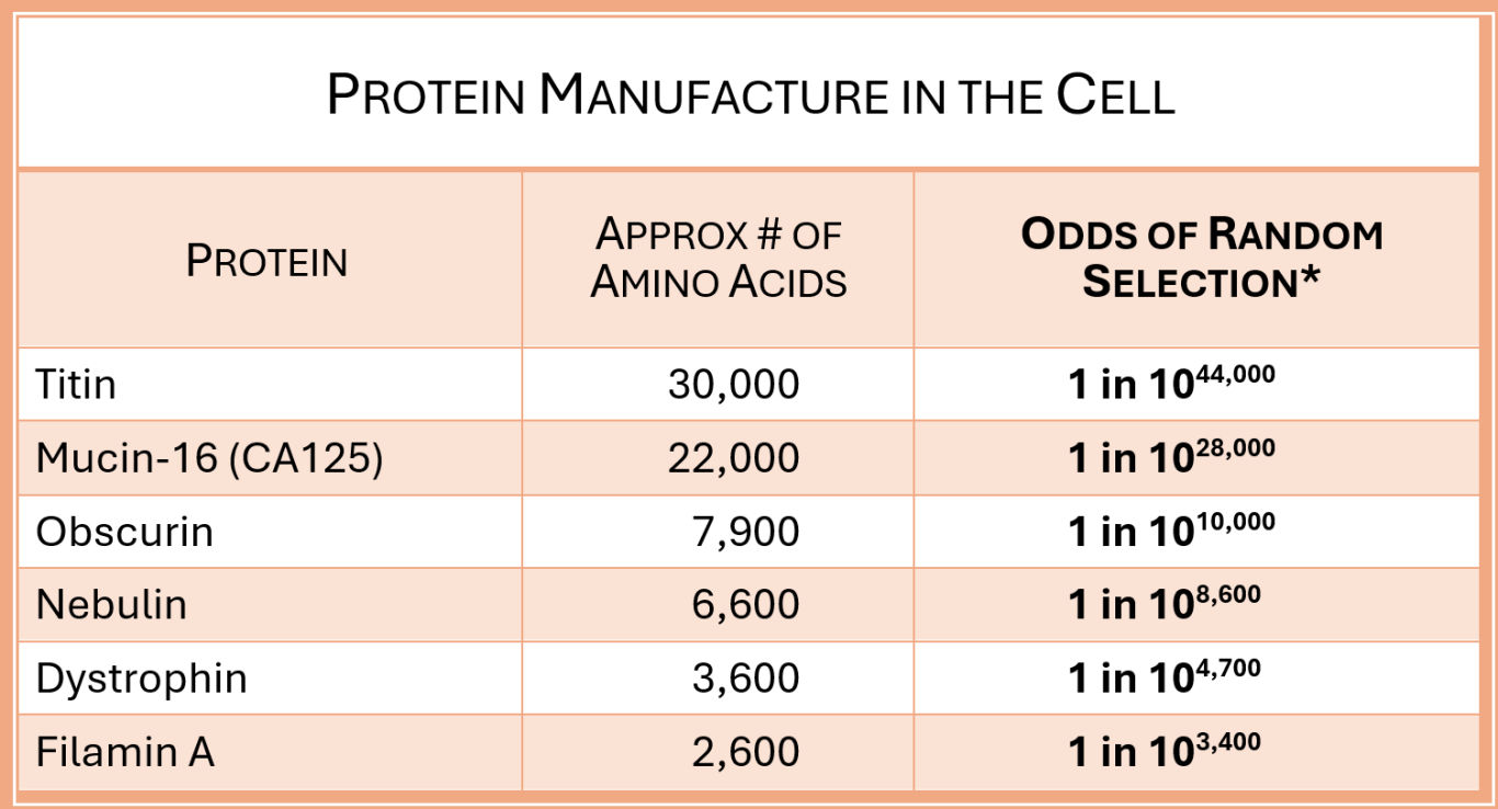 Protein manufacture in the body Protein manufacture in the body